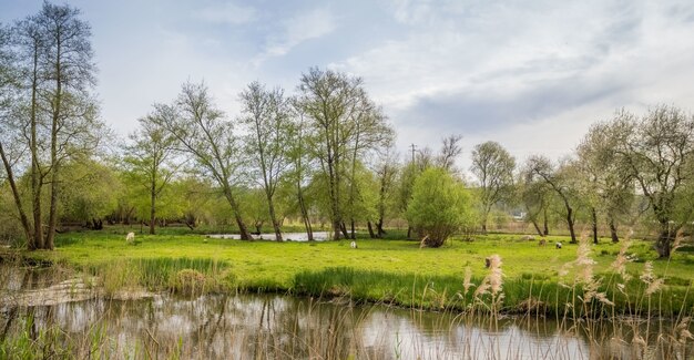 Prise de vue en grand angle d'un parc avec un lac sous le ciel nuageux sombre