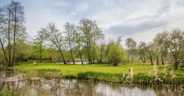 Prise de vue en grand angle d'un parc avec un lac sous le ciel nuageux sombre