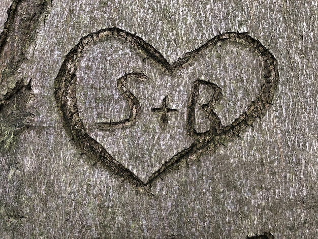 Prise de vue en grand angle d'un symbole du cœur gravé sur un arbre