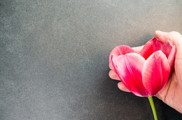 Prise de vue en grand angle d'une tulipe rouge sur une surface noire