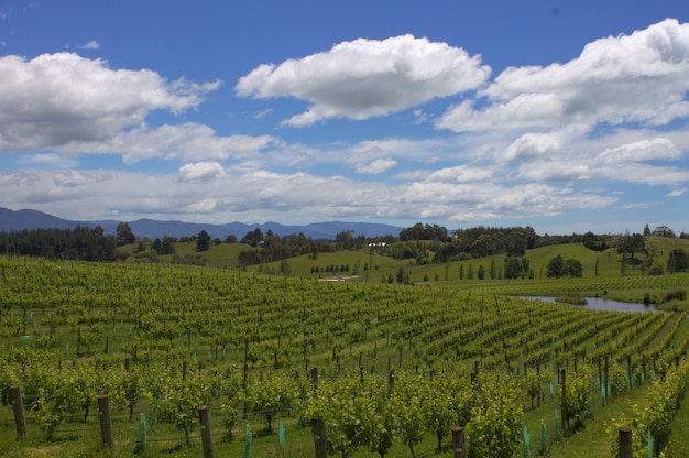Prise de vue en grand angle de vignes sous un ciel nuageux en Nouvelle-Zélande