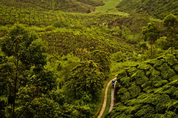 Prise de vue en grand angle d'une voie au milieu de la plantation de thé en Malaisie