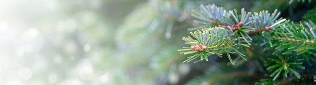 Prise de vue panoramique d'un arbre de Noël - parfait pour le fond