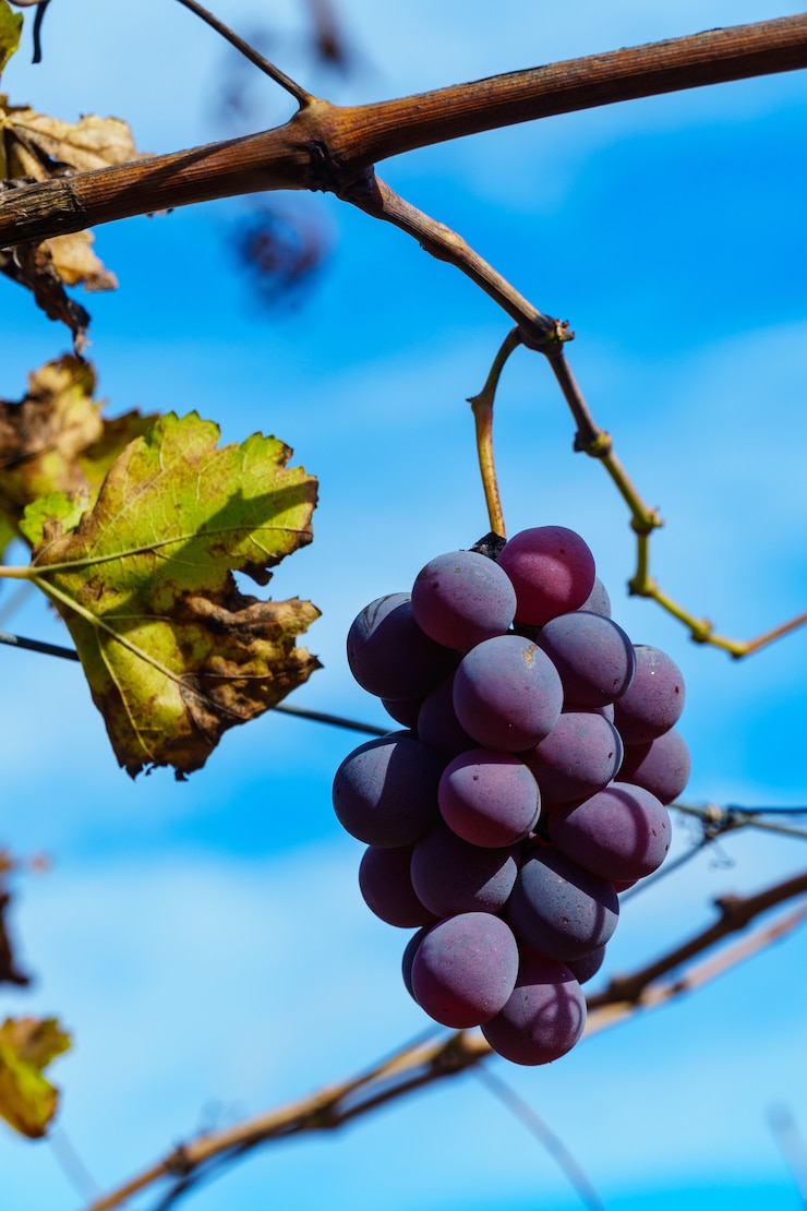 Photo gratuit une prise de vue sélective verticale d'un cranc de raisin violet poussant sur l'arbre