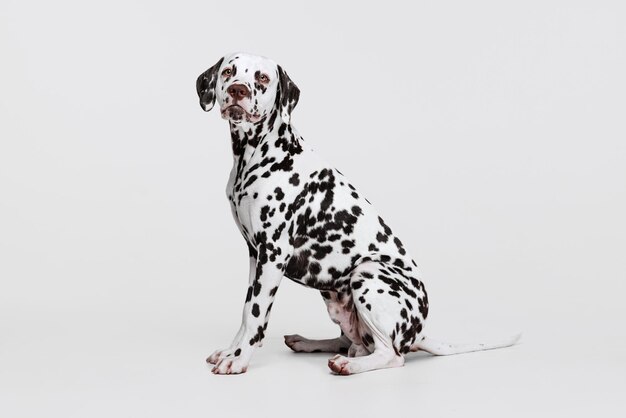 Prise de vue en studio d'un beau chien dalmatien posant calmement assis isolé sur fond gris Soins de vie des animaux