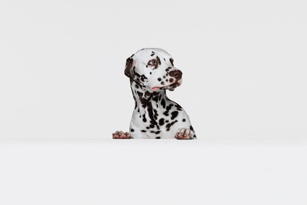 Prise de vue en studio d'un beau chien dalmatien posant furtivement isolé sur fond gris Soins de vie des animaux