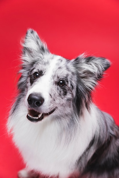 Prise de vue en studio du mignon chien border collie