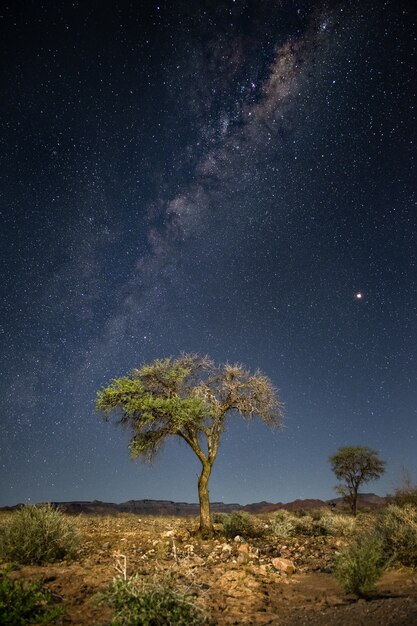 Prise de vue verticale d'un arbre avec la Voie lactée à couper le souffle en arrière-plan