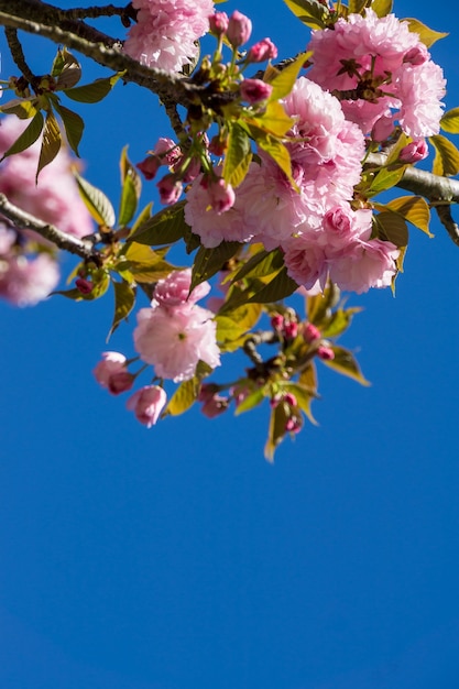Prise de vue verticale à faible angle de fleurs roses en fleurs sur les branches d'arbres
