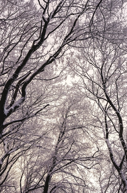 Prise de vue verticale à faible angle des grands arbres couverts de neige en hiver