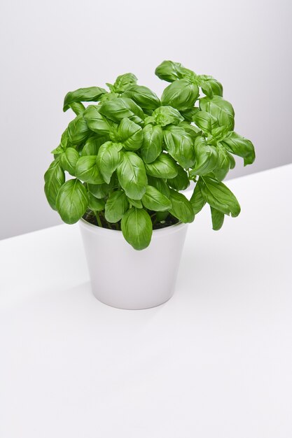 Prise de vue verticale à grand angle d'une belle plante dans un vase blanc sur une surface blanche