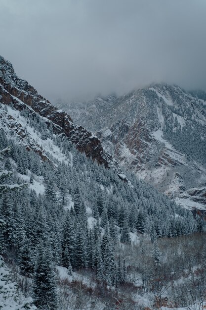 Prise de vue verticale à grand angle d'une forêt d'épinettes dans les montagnes enneigées sous le ciel gris foncé