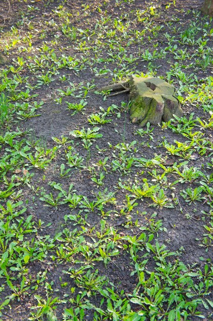 Prise de vue verticale à grand angle de plantes vertes fraîches poussant dans le sol