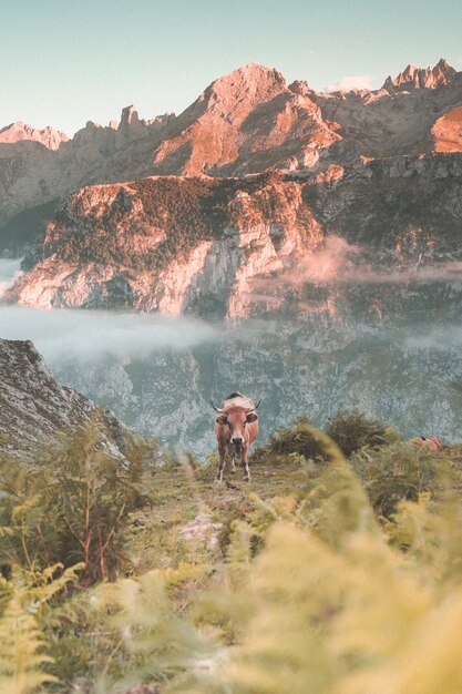 Prise de vue verticale d'une vache dans les montagnes pendant une journée ensoleillée - fond d'écran parfait
