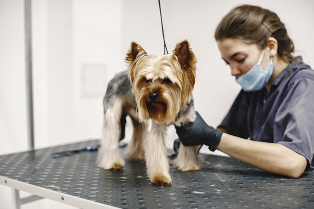 Processus de coupe de cheveux. Un petit chien est assis sur la table. Chien avec un professionnel.