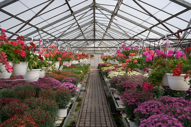 Production et culture de fleurs. De nombreuses fleurs de chrysanthème dans la serre. Plantation de chrysanthèmes