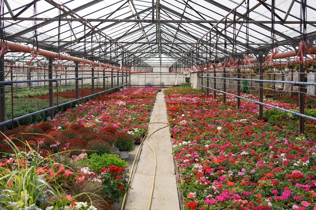 Production et culture de fleurs. De nombreuses fleurs de chrysanthème dans la serre. Plantation de chrysanthèmes