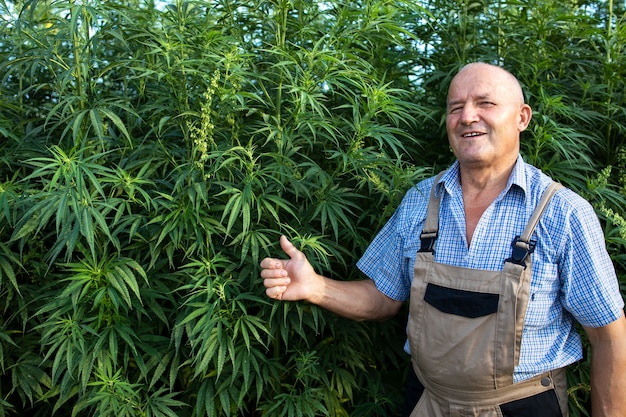 Photo gratuite production réussie de plante de cannabis