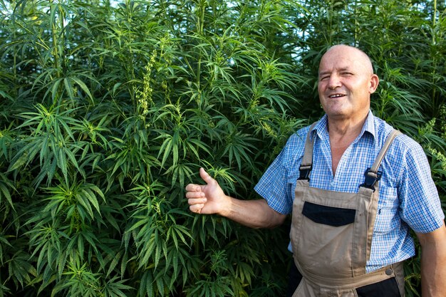 Production réussie de plante de cannabis