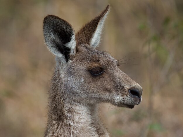 Profil de côté d'un kangourou gris de l'Est entouré de verdure
