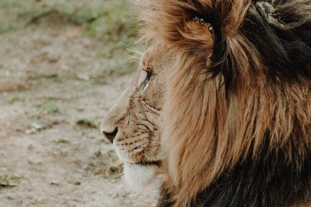 Profil gros plan du lion mâle