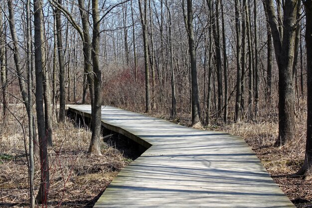 Promenade dans une forêt entourée de nombreux grands arbres sans feuilles