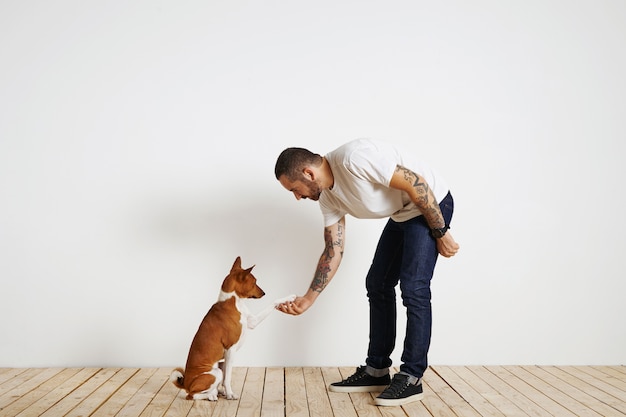 Un propriétaire de chien vêtu d'un t-shirt blanc uni et d'un jean bleu foncé se penche pour secouer une patte de son adorable chien basenji contre un mur blanc et un plancher en bois clair.
