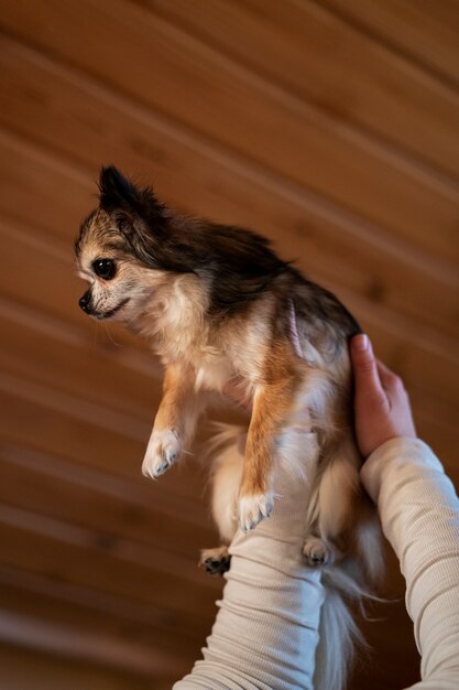 Propriétaire de vue de côté tenant un chien chihuahua