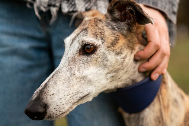 Propriétaire vue de face caresser le chien