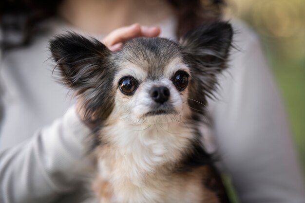 Propriétaire de la vue de face avec un joli chien chihuahua