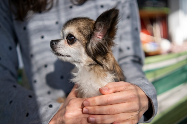 Photo gratuite propriétaire de la vue de face avec un joli chien chihuahua