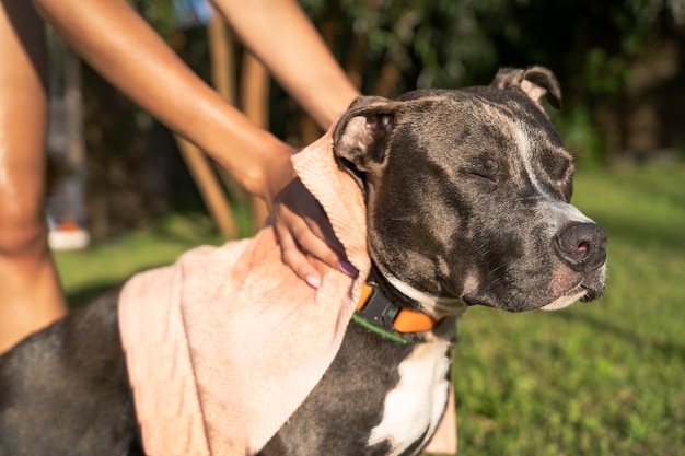 Photo gratuite propriétaire de la vue latérale essuyant le chien