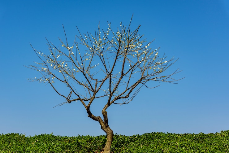 Photo gratuit prune blanche
