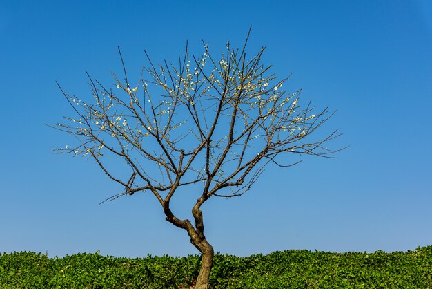 Prune blanche