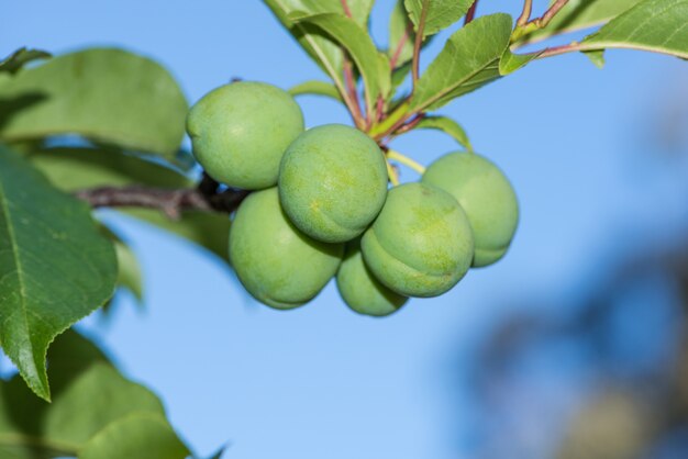 La prune immature