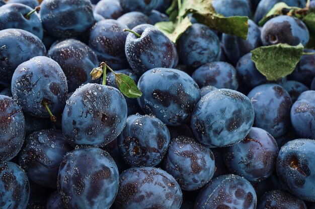 Pruneaux avec plusieurs feuilles dans des gouttes d'eau en gros plan Mise au point sélective faible profondeur de champPhoto de prunes de fruits mûrs alimentaires récoltant des pruneaux en automne écoproduits de la ferme Image du produit fruitier