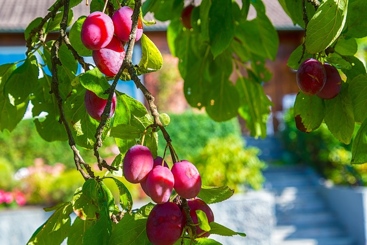 Photo gratuit prunes mûres