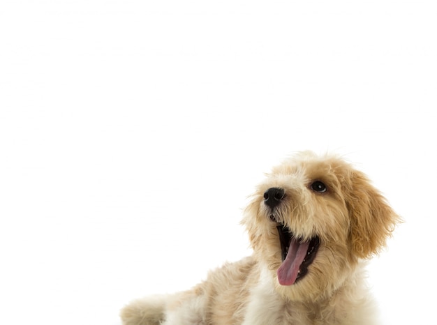 Puppy chien isolé sur fond blanc