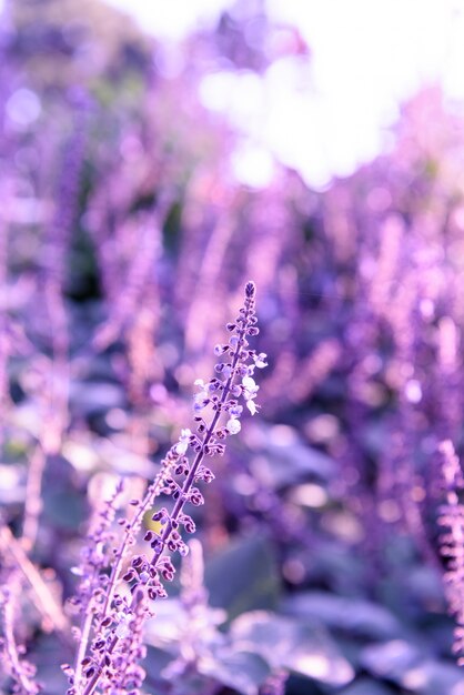 Purple lavender closeup fond