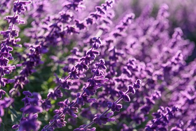 Purple lavender closeup fond