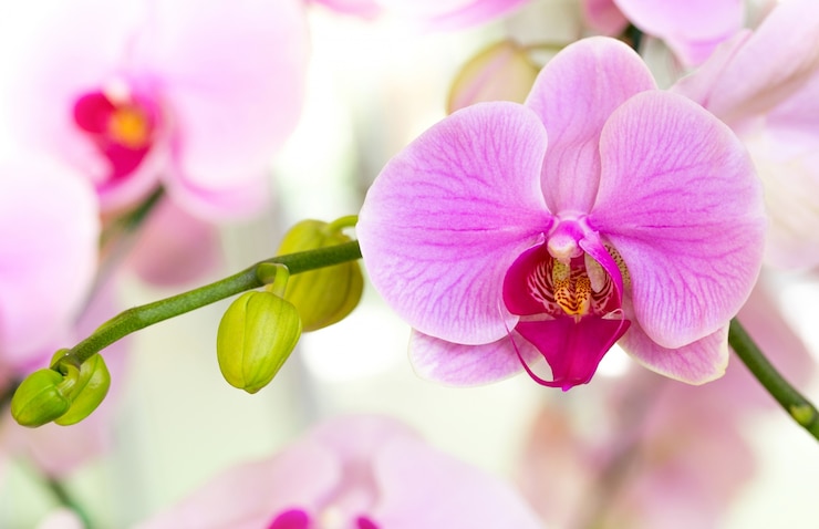 Photo gratuit purple phalaenopsis orchidée fleur