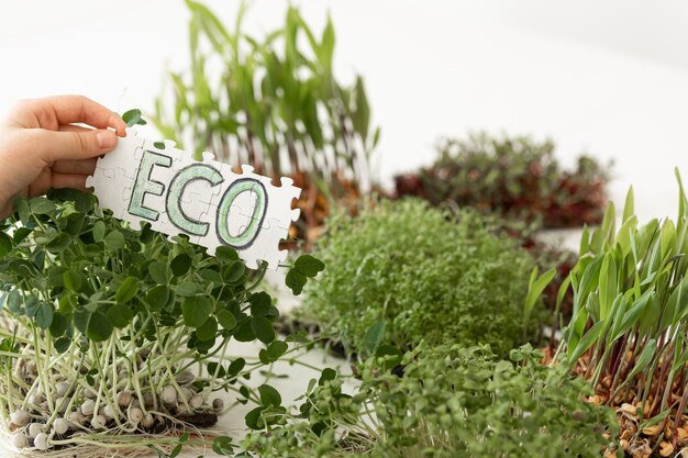 Puzzle avec l'inscription eco en mains sur le fond des microgreens