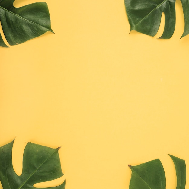 Quatre feuilles de Monstera sur fond jaune