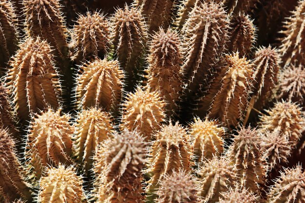 quelques cactus exotiques sous la lumière du soleil