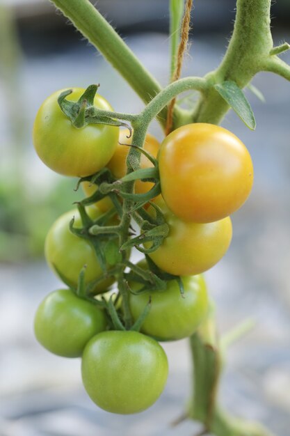 Quelques tomates vertes et jaunes
