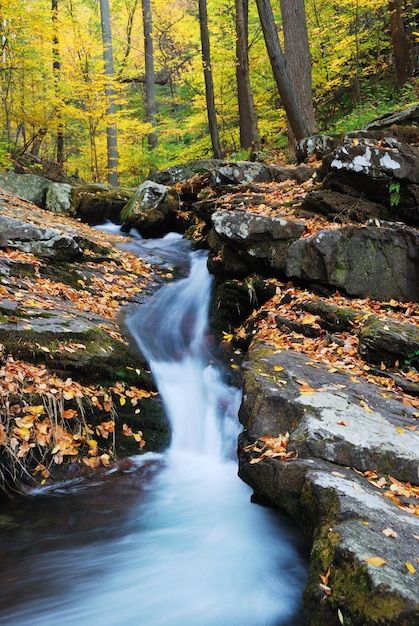 Érables jaunes avec ruisseau de montagne d'automne