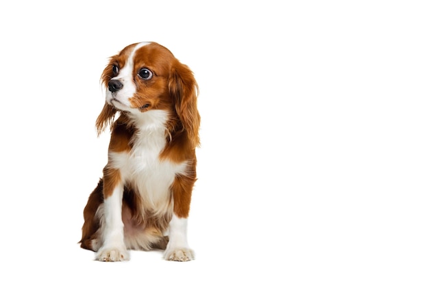 Race de chien de compagnie King Charles Spaniel assis calmement isolé sur fond de studio blanc