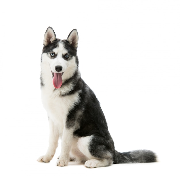 Race de chien husky