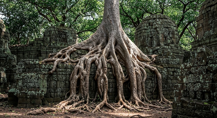 Photo gratuit les racines des anciens temples