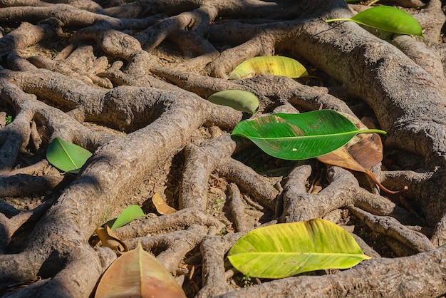 Photo gratuite racines de ficus au-dessus du sol à la lumière de l'heure d'or abondant système racinaire des plantes écosystème forestier et protection de l'environnement